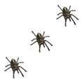 thumbnail image 1 of Kenally 1 uds/2 uds 3D pegatina de araña divertida cabeza de coche cola personalidad pegatinas de araña decoración DIY decoración Negro 3piezas Kenally CBP062733, 1 of 6