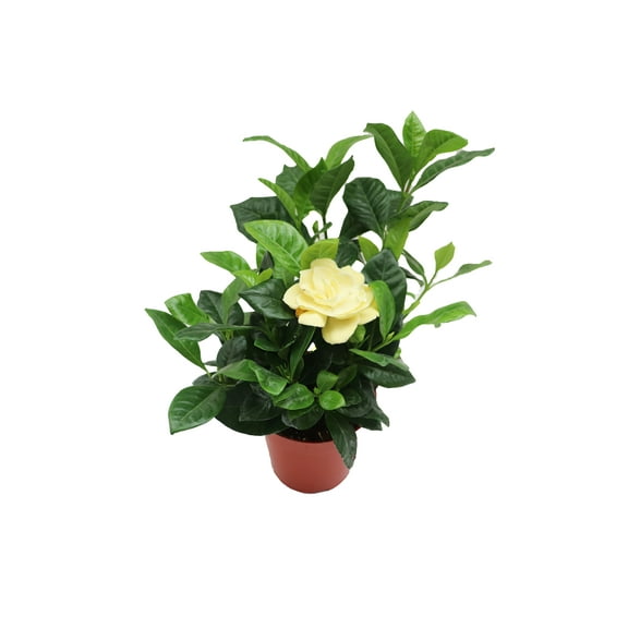Everblooming Gardenia - 4'' California Tropicals