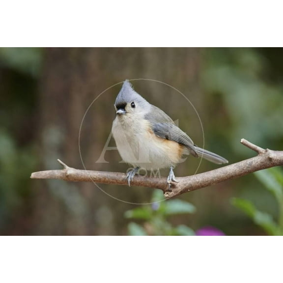 Tufted Titmouse, Unframed Photographic Print Wall Art by Gary Carter Sold by Art.Com