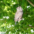 thumbnail image 3 of SharkTRUE Leurre Réaliste de Hibou pour Éloigner les Oiseaux du Jardin, 3 of 8