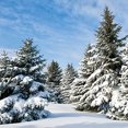 thumbnail image 1 of BSDHOME Polyester 5x7ft Snowy Winter forest landscape Christmas Trees Photography Backdrop, 1 of 2
