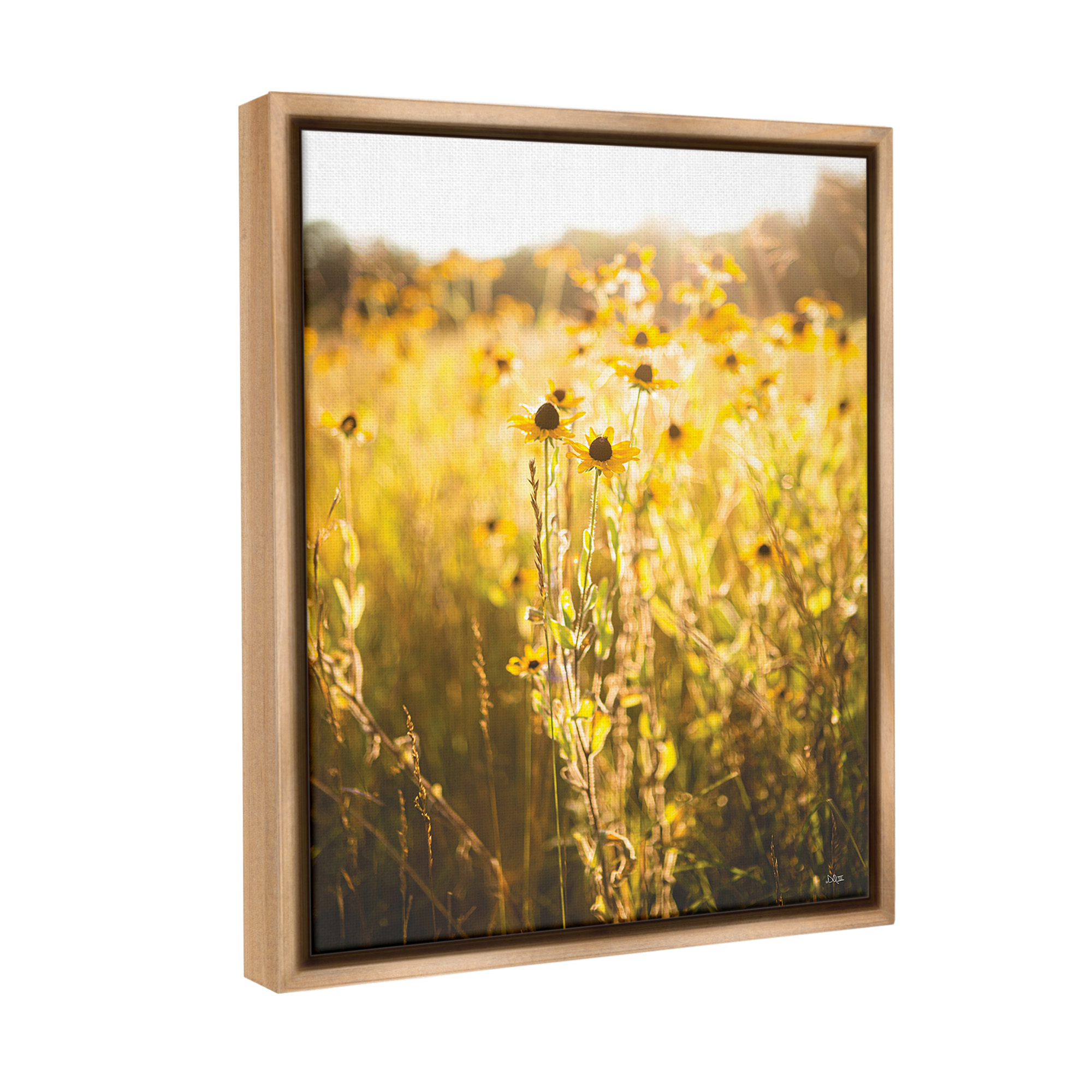 Stupell Industries Sunlit Daisy Meadow Landscape Photography Brown Floater Framed Canvas Art Print Wall Art, 17 x 21