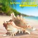 thumbnail image 4 of Btafrte Macetas Concha Mar Soporte Planta Aire Concha Natural Concha Marina para Exhibición, 4 of 9