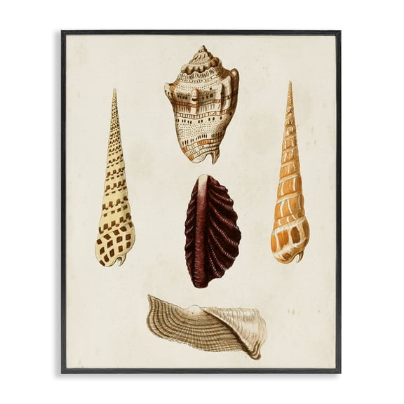 Stupell Industries Coastal Antique Brown Sea Shells Black Framed Giclee Art, 11 x 14, by G.W. Knorr