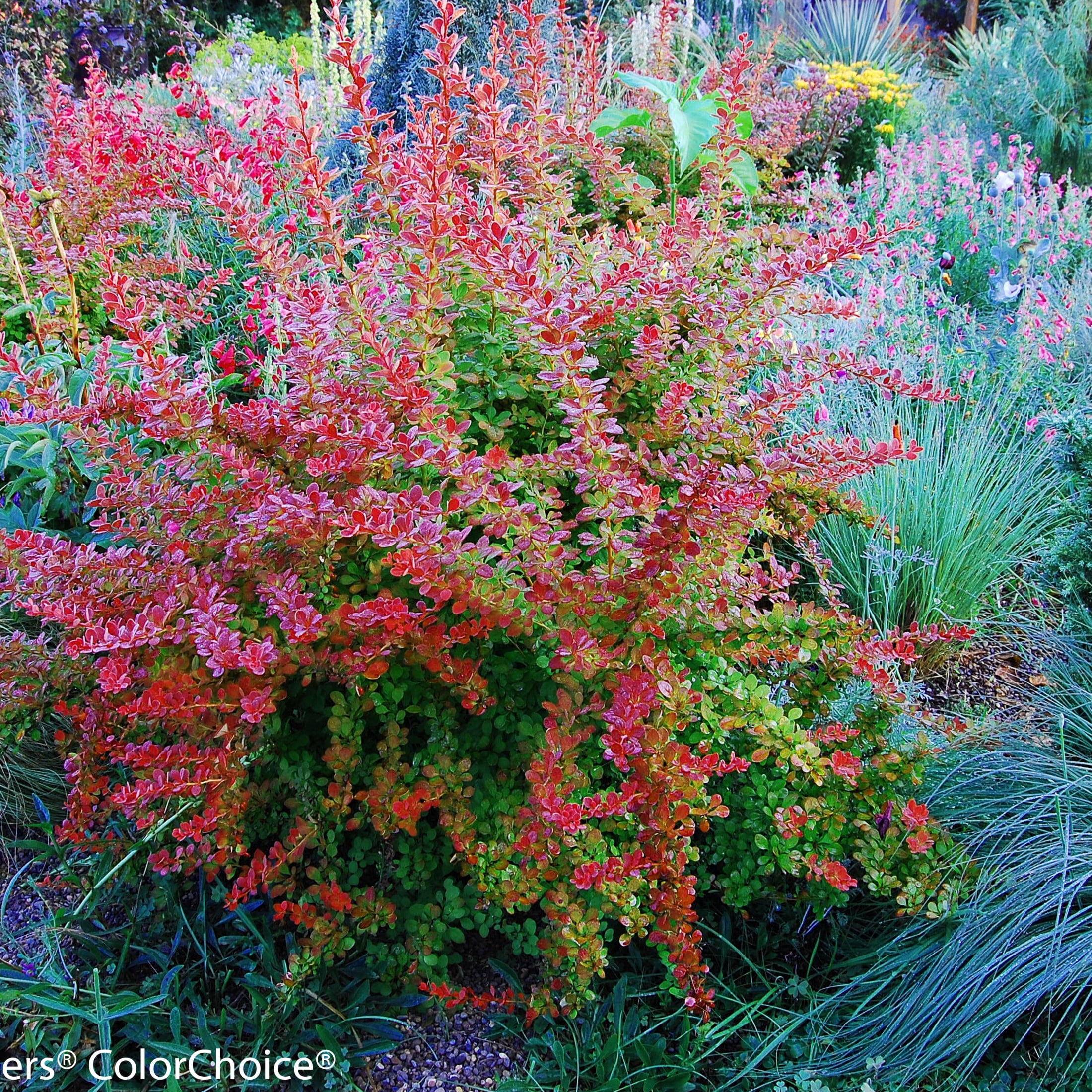 Proven Winners ColorChoice 5" Orange Sunjoy Tangelo Barberry Live Plant in 4.5" Pot (4 Count)