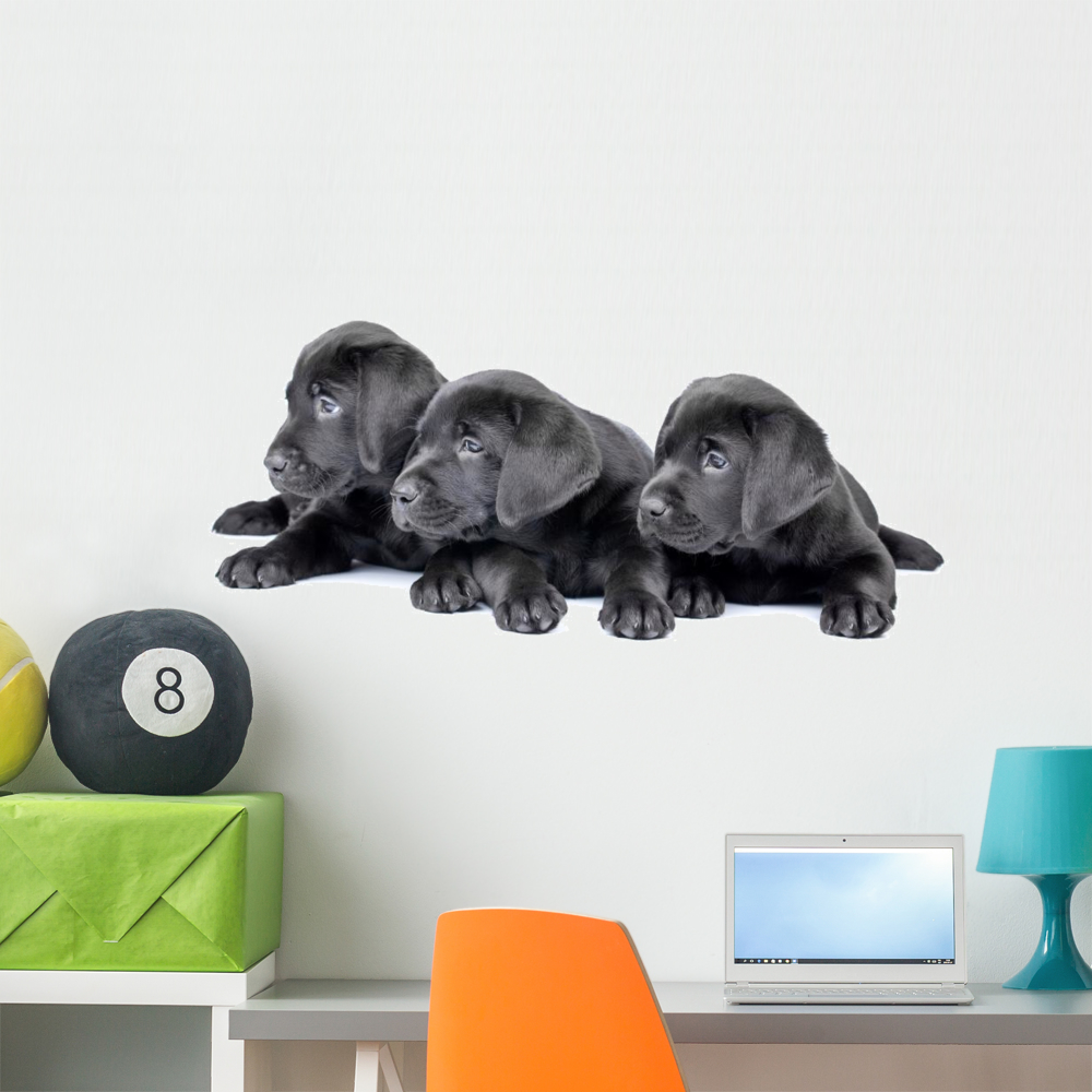Three Black Lab Puppies Wall Decal by Wallmonkeys Peel and Stick