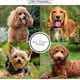 thumbnail image 5 of Chris Christensen Smart Style The Cure Brushing & Styling Leche Acondicionador para perros Novio como un profesional 8 oz, 5 of 5