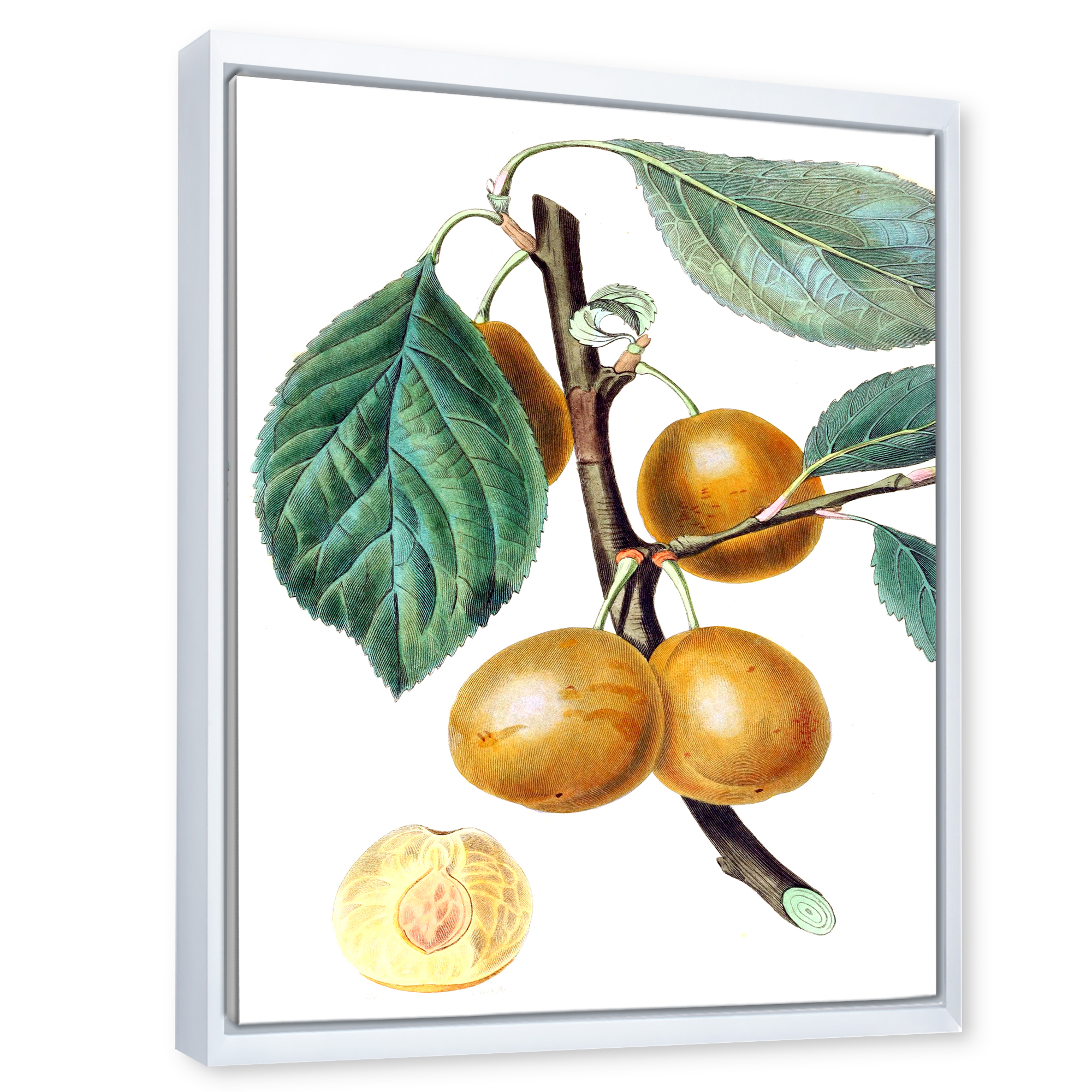 Designart 'Ancient Fruits II' Farmhouse Framed Canvas Wall Art Print