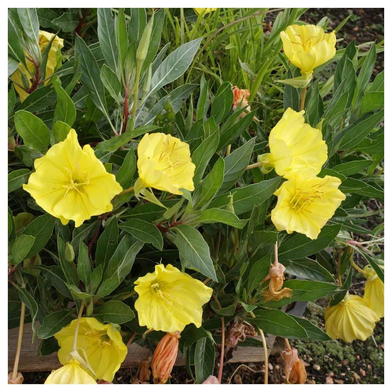 Everwilde Farms - 1/4 lb Missouri Evening Primrose Native Wildflower Seeds - Gold Vault Bulk Seed Packet