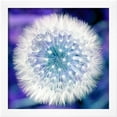 thumbnail image 2 of Dandelion Seed Head, Botanical Scenic Framed Art Print Wall Art by Victor De Schwanberg Sold by Art.Com, 2 of 5