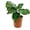 Makoyana, variant on Calathea Sanguinea Prayer Plant - Live Plant in a 2 Inch Pot -Calathea 'Sanguinea' - Starter Plants - Beautiful and Elegant Easy Care Indoor Houseplants from The Nursery