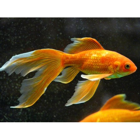 Laminated Poster Swim Fish Aquarium Veiltail Goldfish Poster Print