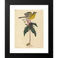 thumbnail image 2 of Mark Catesby 19x24 Black Modern Framed Museum Art Print Titled - The Yellow-Breasted Chat (1754), 2 of 5