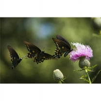 Black Swallowtail Butterflies Swarm Around Thistle Blossom - Tahlequah Oklahoma United States of America Poster Print - 38 x 24 in. - Large