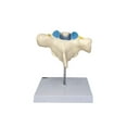 thumbnail image 3 of Axis Scientific Enlarged Vertebra with Spinal Cord and Nerves, 3-Piece Anatomy Model Set - Human system, scientific educational anatomy model,, 3 of 7