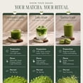 thumbnail image 6 of Encha Matcha Powder Barista Grade Latte Organic Matcha Powder – 100% Japanese Matcha Green Tea Powder for Lattes & Everyday Culinary Recipes, Smooth Milk-Friendly Blend, Unsweetened, 60g / 2.12 oz, 6 of 9