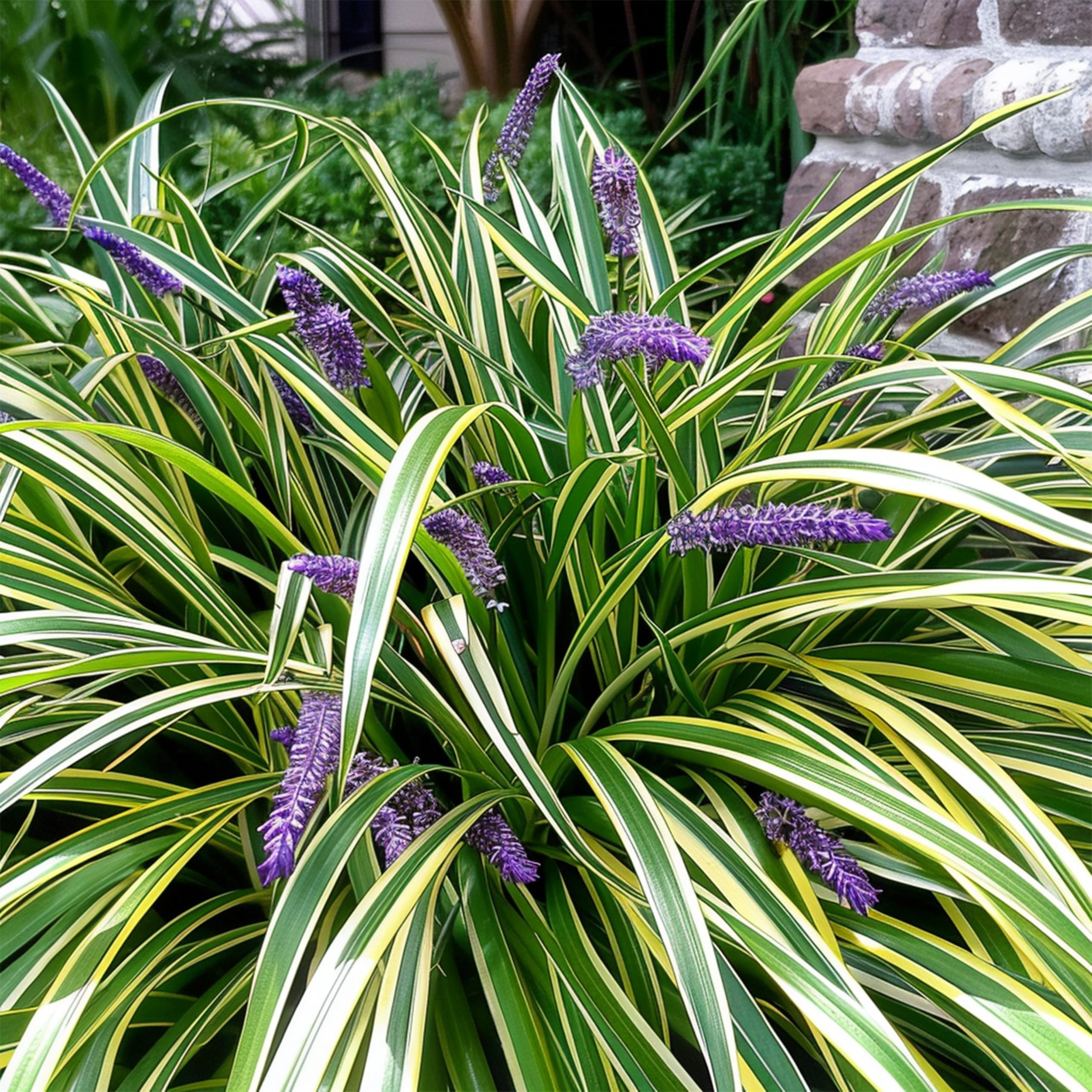 Variegated Liriope | 40 Live Bare Root Pips | Liriope Muscari Variegata | Ornamental Grass Plants | Low Maintenance Ground Cover for Landscaping