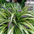 thumbnail image 2 of Variegated Liriope | 3 Live Bare Root Pips | Liriope Muscari Variegata | Ornamental Grass Plants | Low Maintenance Ground Cover for Landscaping, 2 of 6