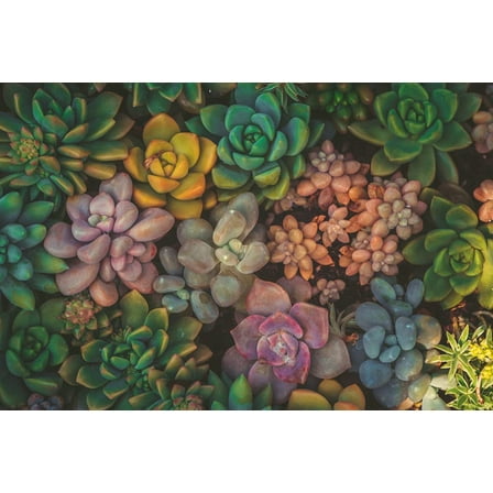Succulent Seeds Mix - 100 Seeds - Echeveria Species Mix - Ships from Iowa, USA - Grow Exotic Succulent Cacti