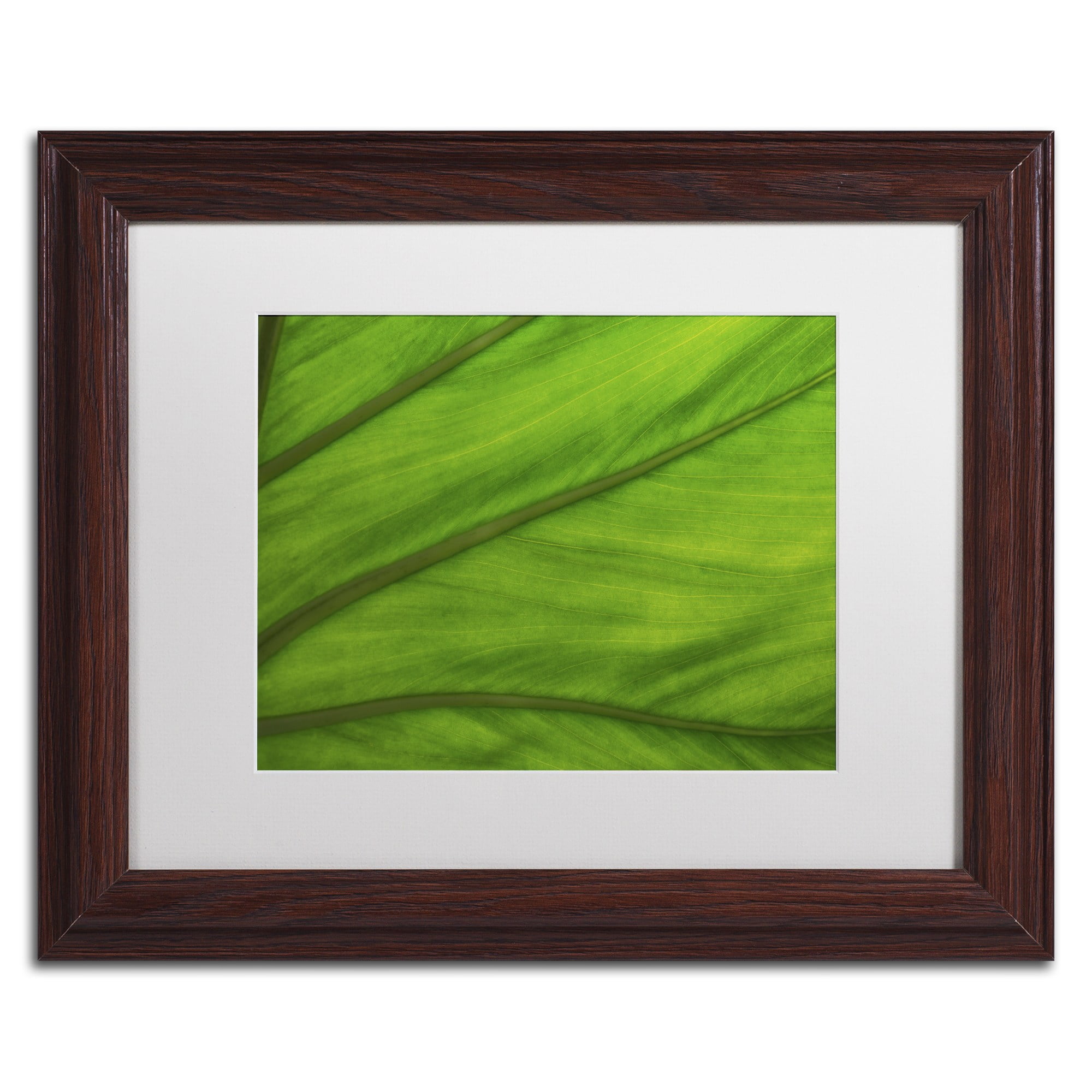 Trademark Fine Art "Green Elephant Ear Abstract" Canvas Art by Kurt Shaffer White Matte, Black Frame
