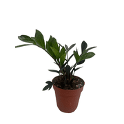 Rare ZZ Plant - Zamioculcas zamiifolia - 4 Pot - Best House Plant in the World
