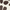 Brown / White, variant on Scoop Women's Pointed Toe Kitten Heel Mary Jane Mules