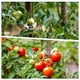 thumbnail image 4 of Milisten 200Ud Clips De Soporte Para Plantas Trepadoras Y Con Acabado, 4 of 8