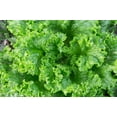 thumbnail image 2 of 3000 Seeds Loose Leaf Green GRAND RAPIDS LETTUCE Lactuca Sativa Vegetable Seeds, 2 of 9