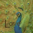 thumbnail image 2 of Greene, Taylor 12x12 Black Ornate Wood Framed with Double Matting Museum Art Print Titled - Peacock Love C, 2 of 4