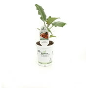 Proven Winners 4-Pack, 4.25 in. Grande Proven Selections Classic Eggplant Live Vegetable Plant