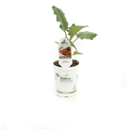 Proven Winners 4-Pack, 4.25 in. Grande Proven Selections Classic Eggplant Live Vegetable Plant