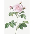 thumbnail image 2 of Redoute, Pierre Joseph 15x18 White Modern Wood Framed Museum Art Print Titled - Royal White Rose, Rosa alba regalis, 2 of 4