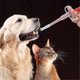thumbnail image 4 of Soft Tip Pet Pill Dispenser Kit, 4-Pack Silicone Feeders for Easy Medication Delivery, 4 of 5