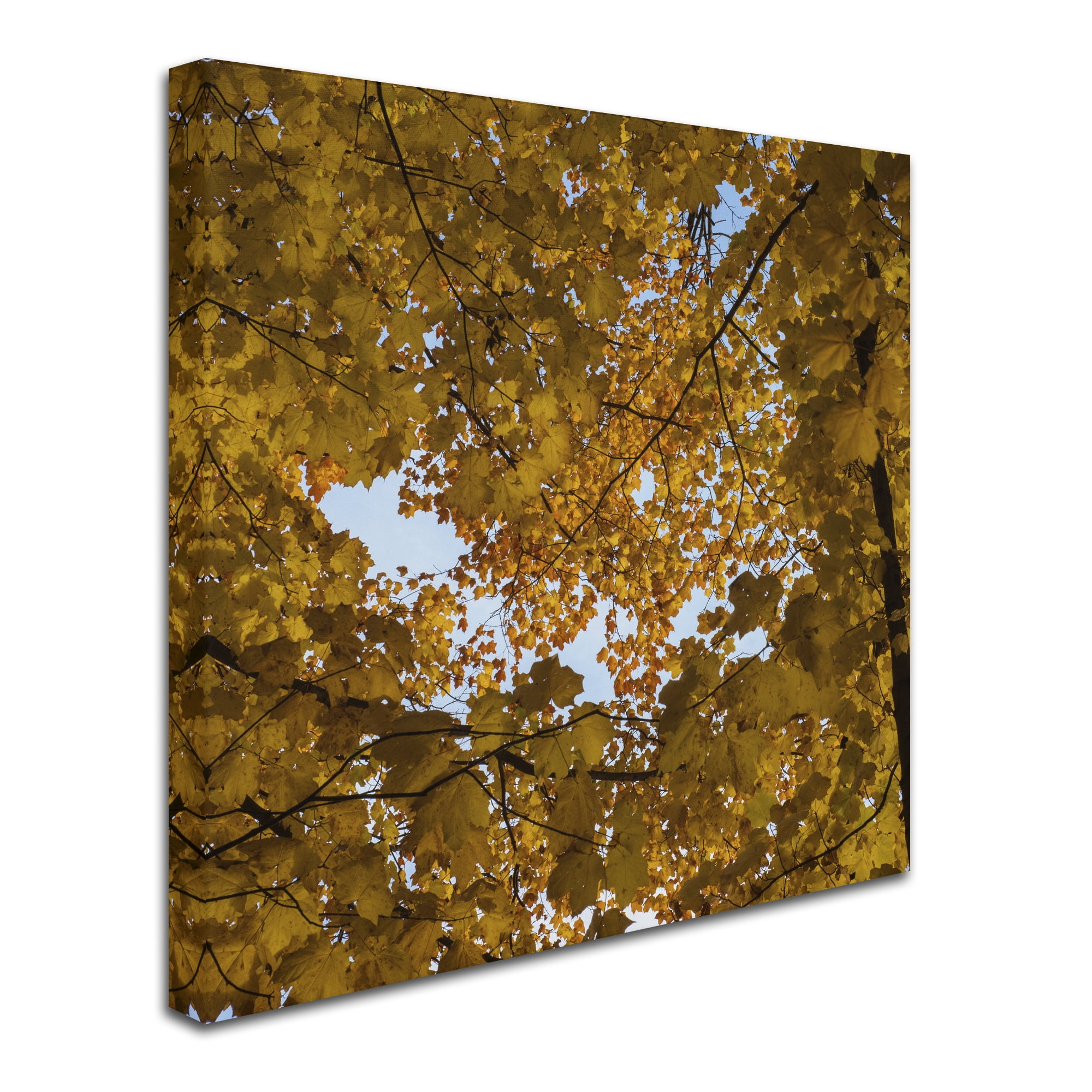 Trademark Fine Art "Golden Canopy of Autumn" Canvas Art by Kurt Shaffer