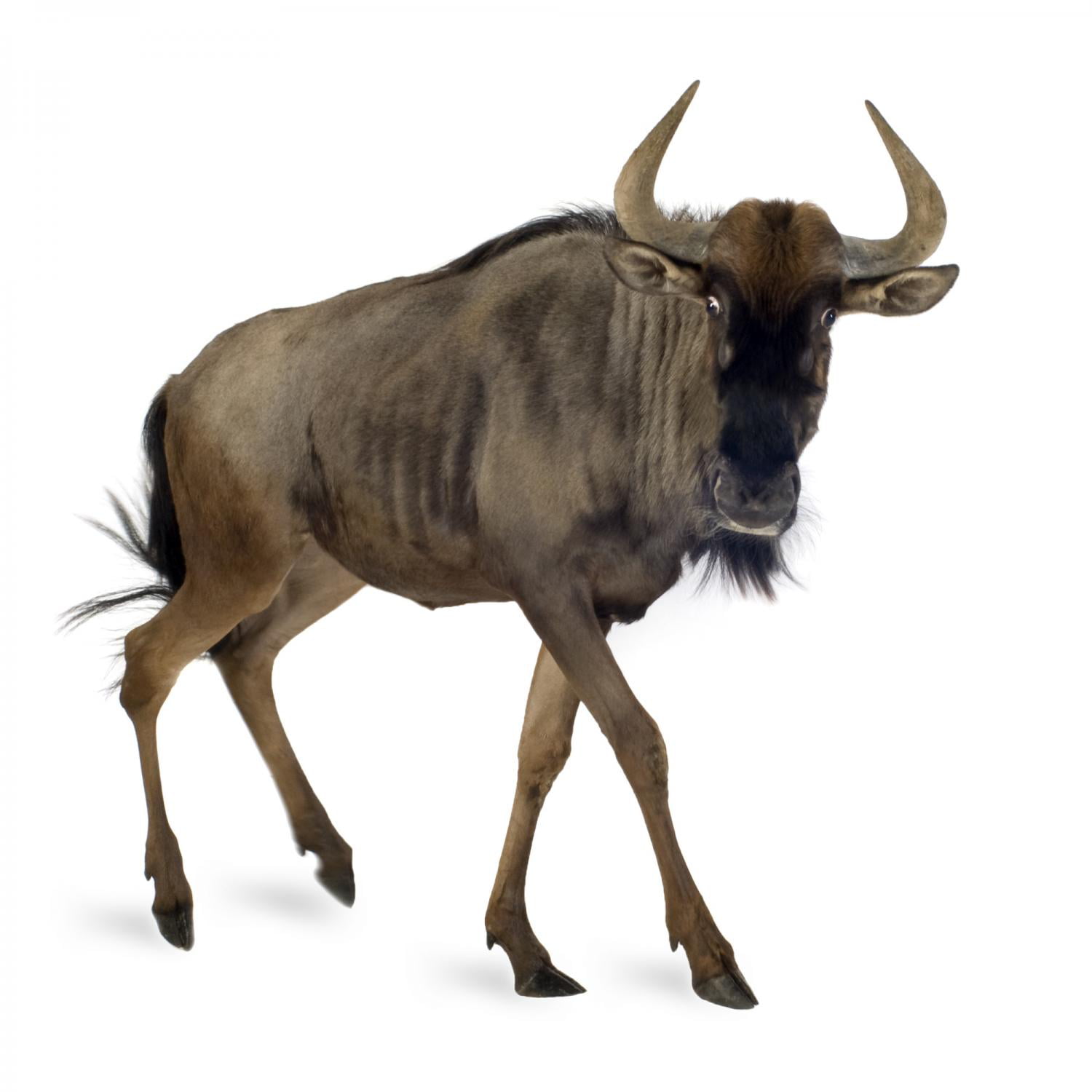 18 in H x 18 in W Wallmonkeys Blue Wildebeest Connochaetes Taurinus Wall Decal Peel and Stick Graphic WM179200