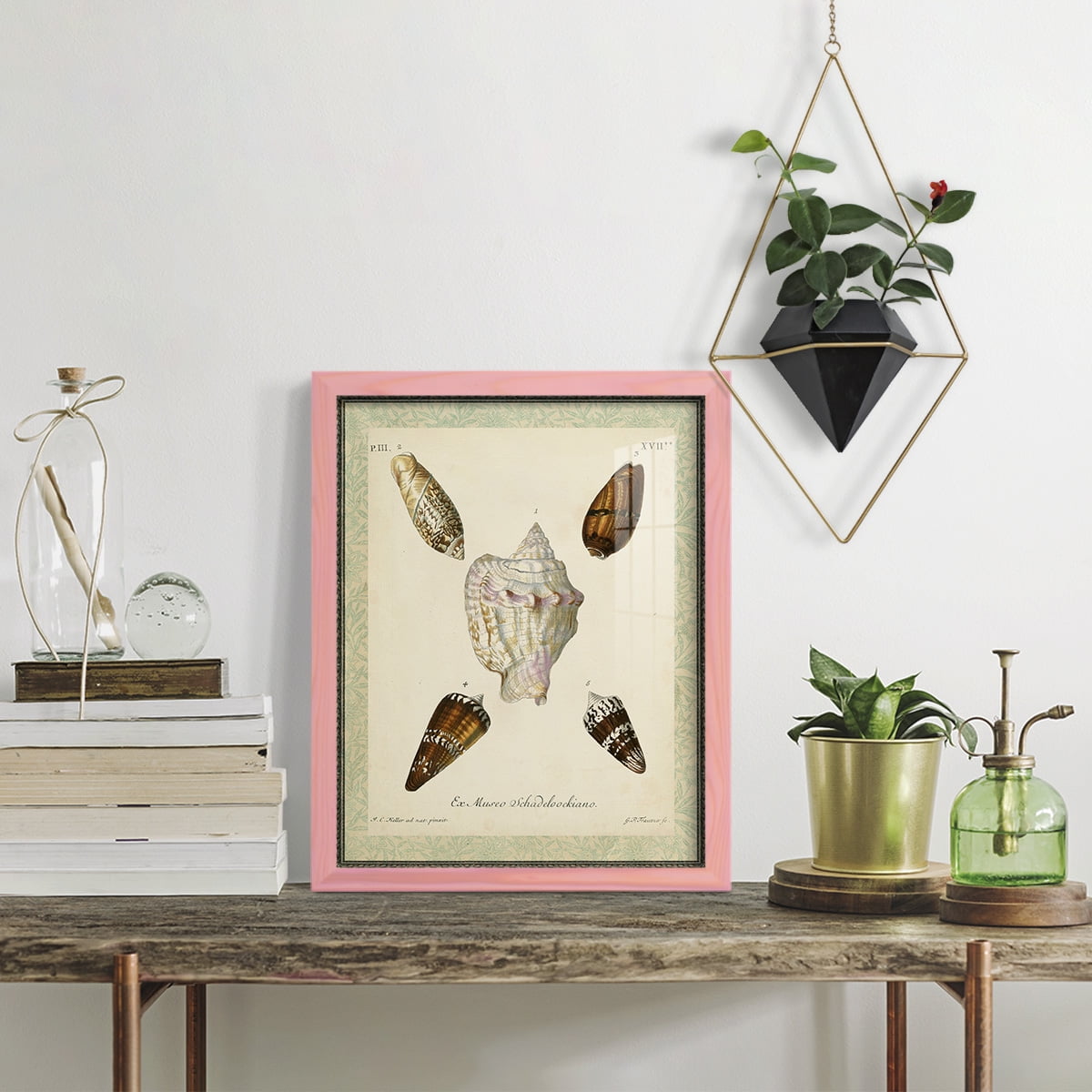 Bookplate Shells IV - Framed Print w/glass - Sunset Pink