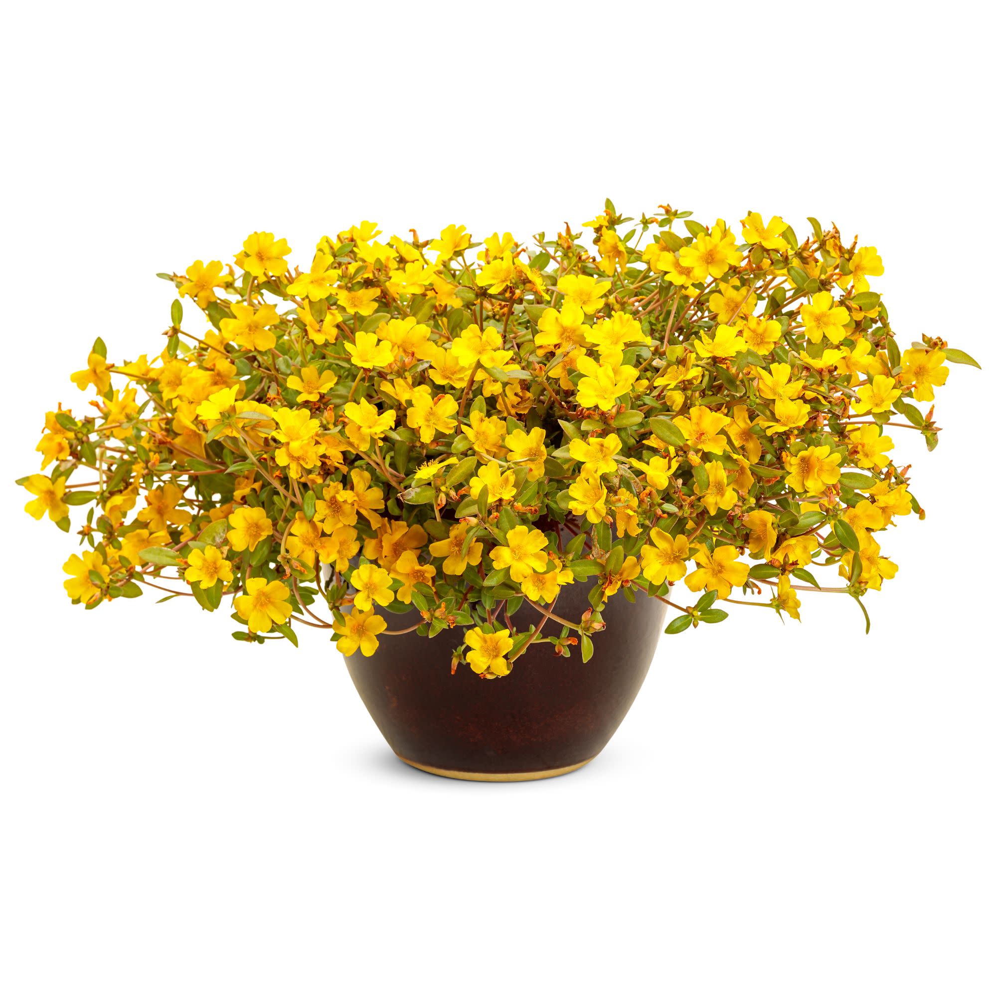 Proven Winners 4" Mojave Yellow Purslane Live Plant in 4.25" Pot (4 Count)
