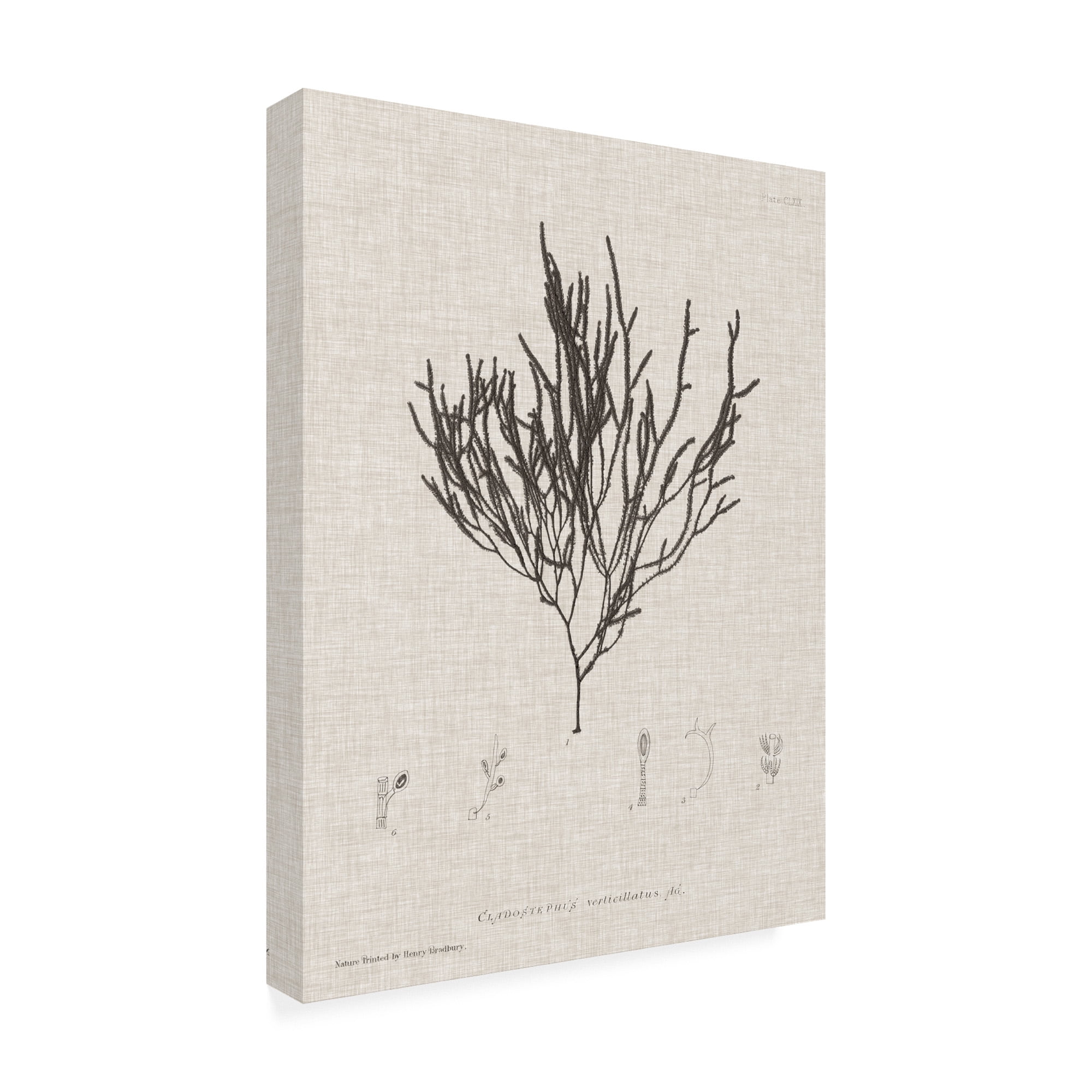 Trademark Fine Art 'Charcoal And Linen Seaweed IV' Canvas Art by Henry Bradbury