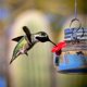 thumbnail image 3 of Nature's Way Bird Products MJF1 Nature's Way Mason Jar Comedero para platos de colibrí, transparente, 3 of 5