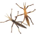 thumbnail image 6 of STOBOK 2Pcs Plastic Stick Insect Model Assorted Colors for Creative Biological Cognition and Decor, 6 of 8