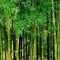 thumbnail image 3 of 100+ Giant Bamboo Seeds – Fast Growing Bamboo Tree Seeds for Planting, Tall Privacy Bamboo for Garden, Backyard & Landscaping, 3 of 5