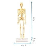 Visland Human Skeleton Model for Anatomy Mini Human Skeleton Model for Kids to Edicational
