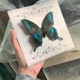 thumbnail image 3 of HUGFEGWE Butterfly Specimens in Shadow Box Butterflies Insect Specimen Real Butterfly Framed Home Decor Ornament for Wall Shelf Table Display Aesthetic Handmade Craft Gift CA919-133403, 3 of 7