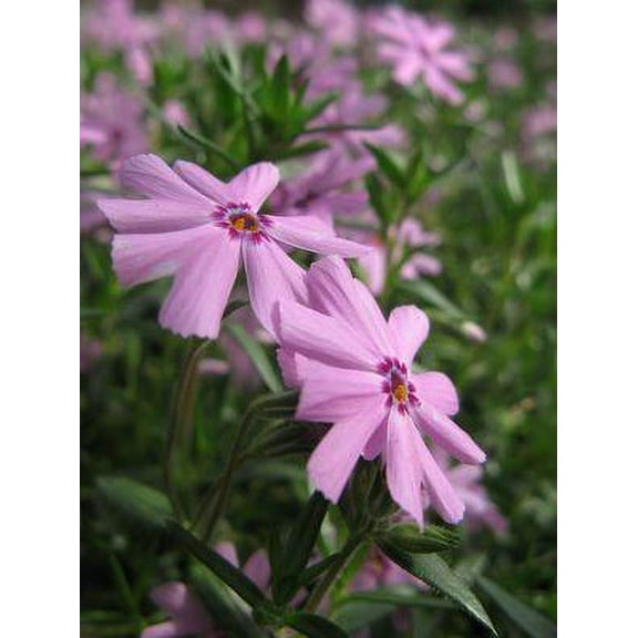 Emerald Pink Phlox Perennial - Live Plant - Quart Pot
