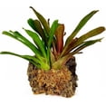 thumbnail image 3 of besgrow Sphaigne de Nouvelle-Zélande (100 Grammes), 3 of 5