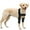 Black upgrade, variant on Stabilizing Pet Leg Brace for Dogs Post-Sterilization Surgery Injury Recovery Joint Support Adjustable Sleeve