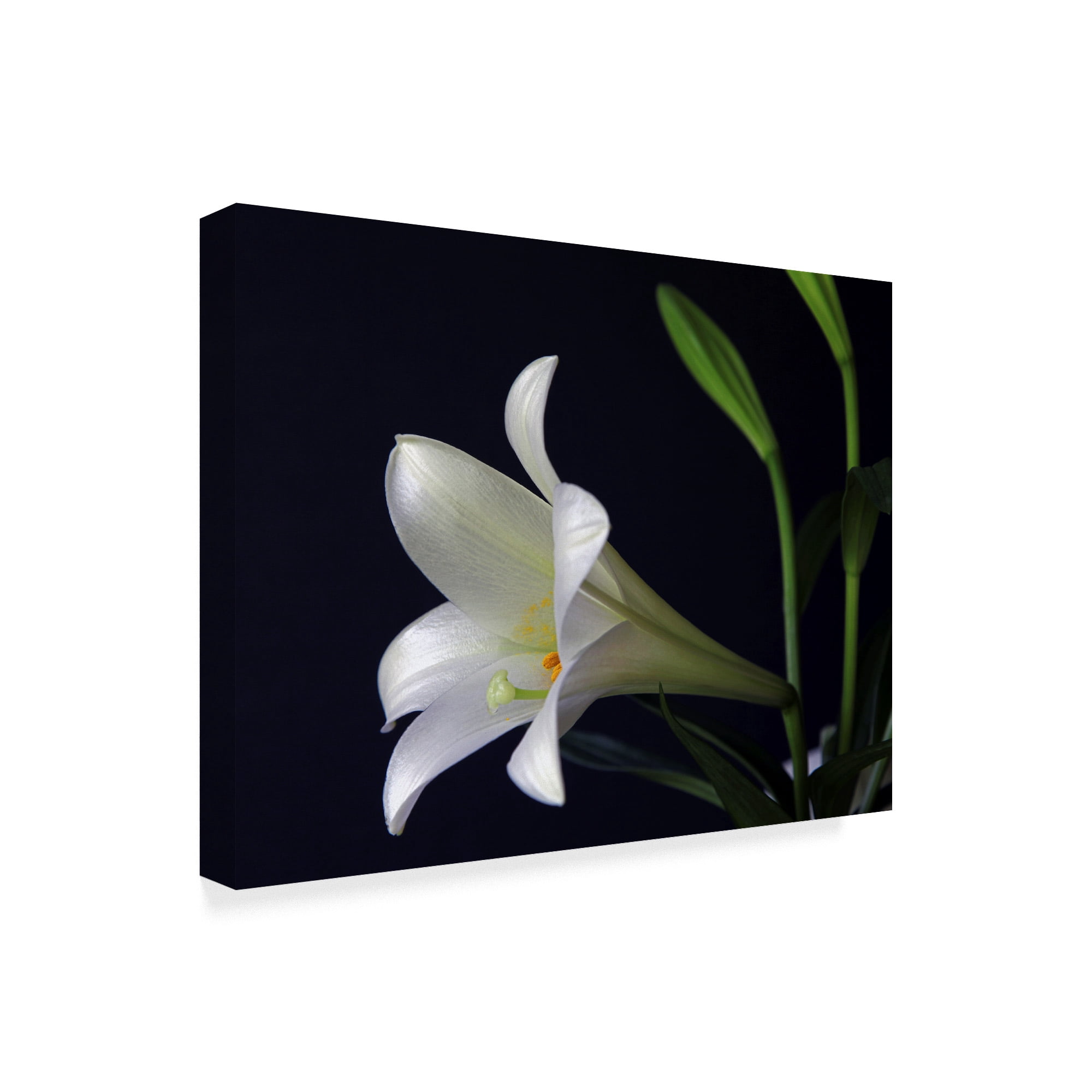 Trademark Fine Art 'Lily 1 White' Canvas Art by J.D. McFarlan