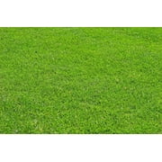 OrOlam Creeping Red Fescue Grass Seeds, 5 lb - Quick Germination Festuca Rubra