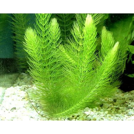 1 Hornwort Bunch - 5+ Stems | Ceratophyllum Demersum - Beginner Tropical Live Aquarium (Best Fish For Planted Tank)