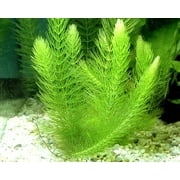 1 Hornwort Bunch - 5  Stems | Ceratophyllum Demersum - Beginner Tropical Live Aquarium Plant